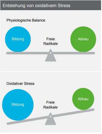 Wie oxidativer Stess entsteht