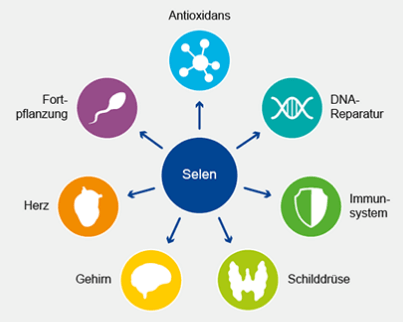 Schaubild: Wo unterstützt Selen unseren Körper?