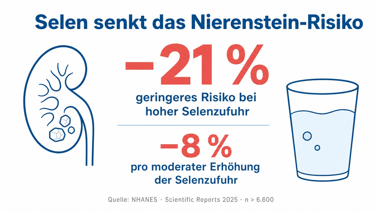 Infografik: Selen senkt das Nierenstein-Risiko um 21 Prozent bei hoher Selenzufuhr (NHANES, Scientific Reports 2025)